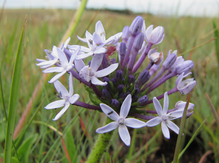 Pentanisia prunelloides